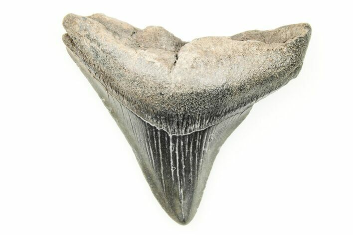 Juvenile Megalodon Tooth - South Carolina #196097